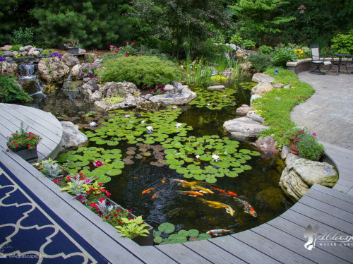 eco system koi pond picture by atlantis water gardens nj