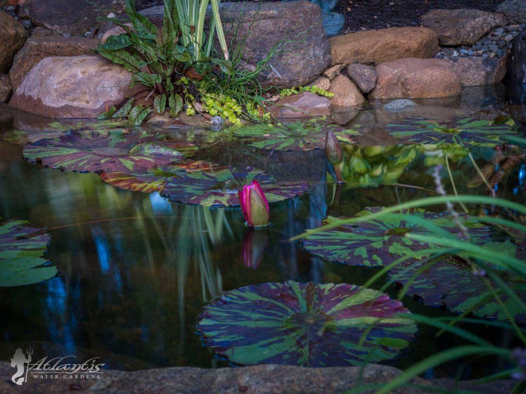 koi pond picture at atlantis water gardens denville nj