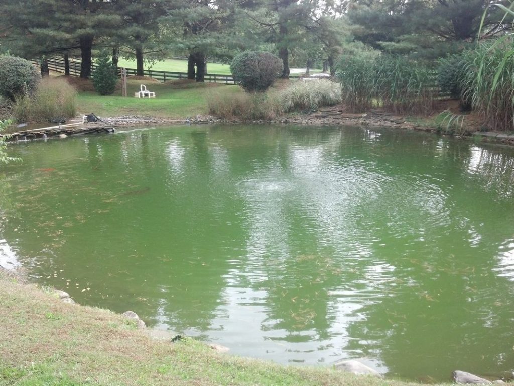 algae problems not enough circulation in pond denville nj