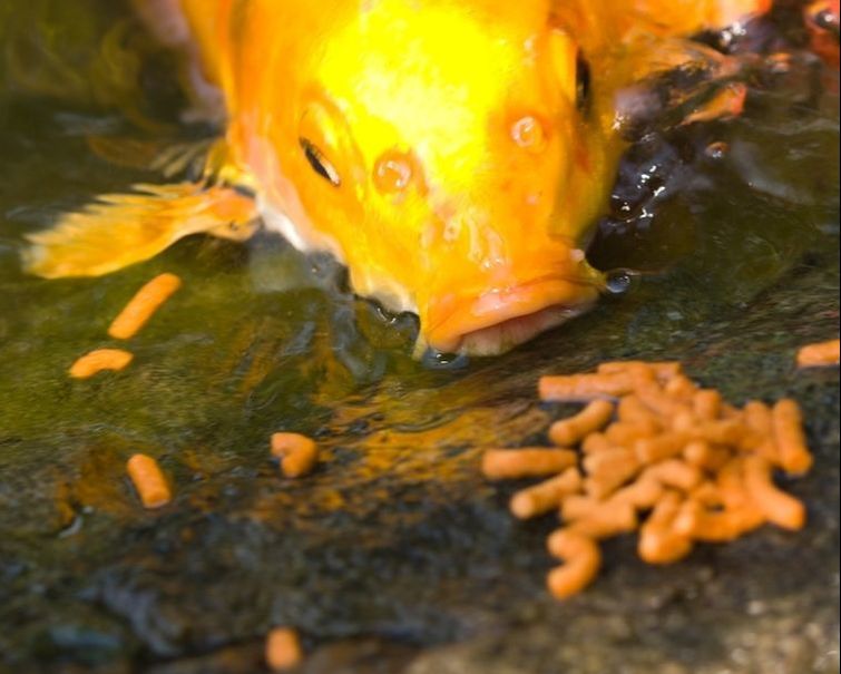 koi in a pond with rocks and gravel