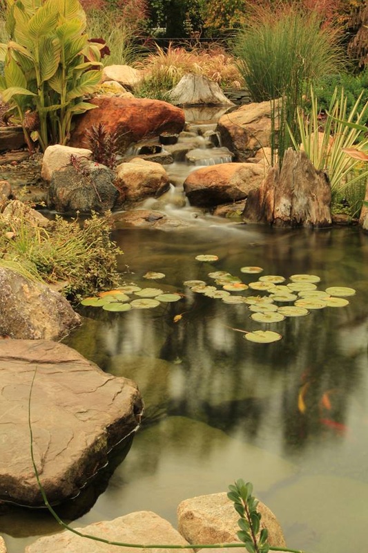 can koi be kept in a pond with plants