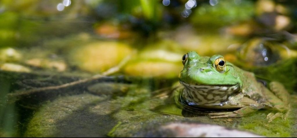 frog in a koi pond