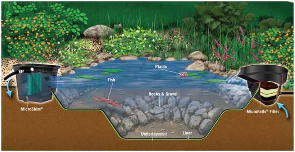 How Deep Does a Pond Have to Be for Fish: Thrive & Survive Guide