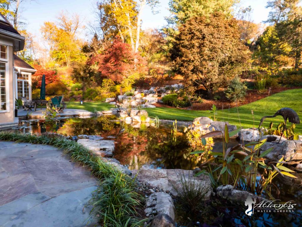 Pond fall Maintenance & shutdowns - Atlantis Water Gardens - Mendham NJ-24