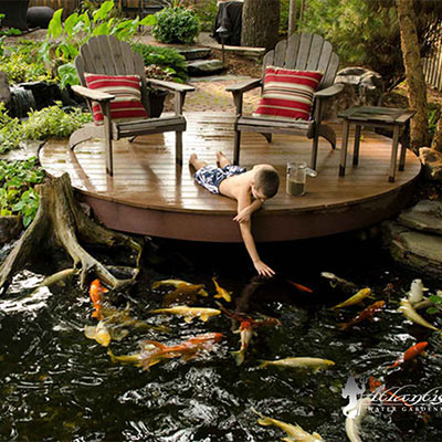 Can You be a Koi Hobbyist and a Water Gardener at the Same Time?