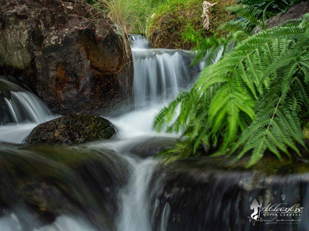 ecosystem koi pond installations