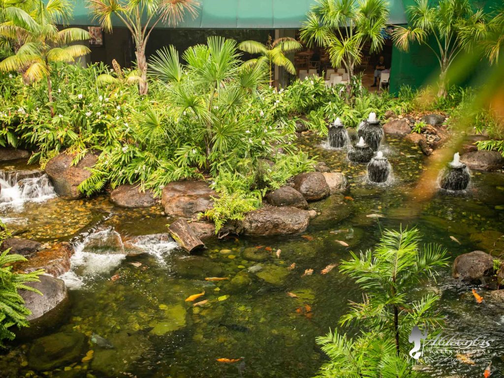 ecosystem koi pond installations