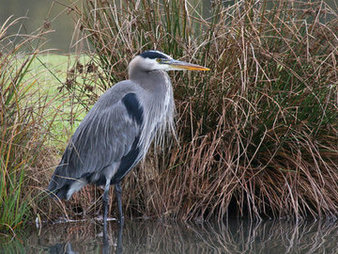 blue heron in koi pond