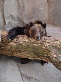 cranky sleepy bear