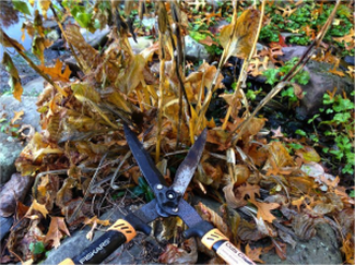 cutting back dead aquatic plants in the fall