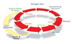 pond nitrogen cycle