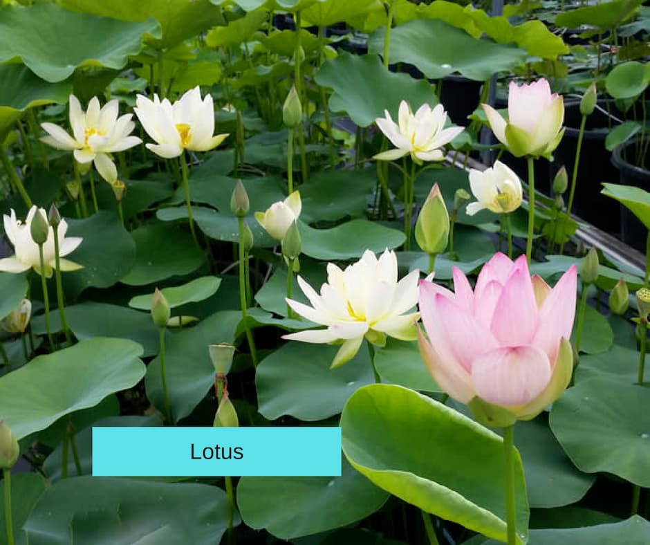American Lotus - pond plants that survive the winter in northern jersey