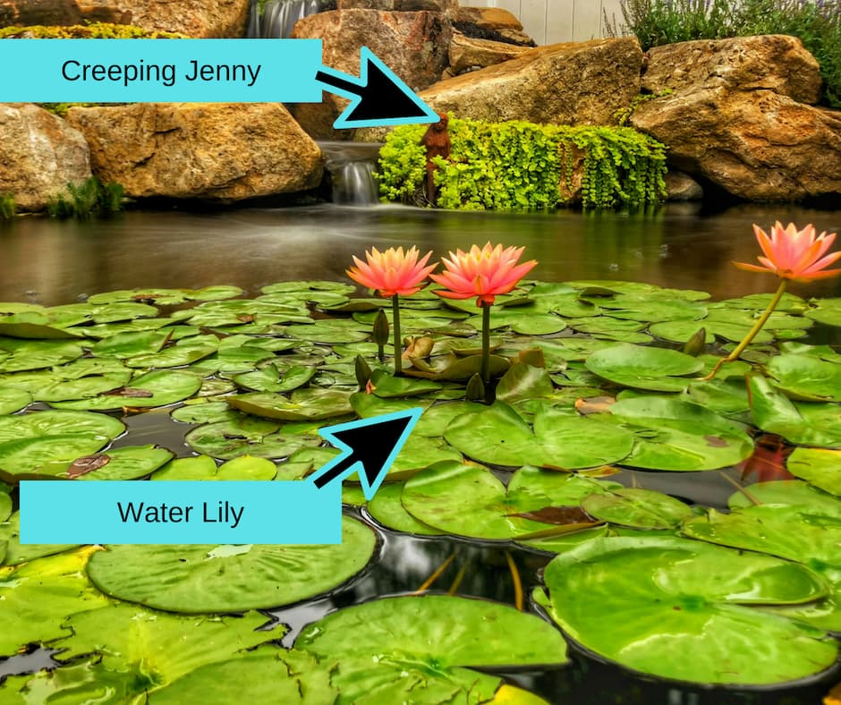 pond plants that survive the winter