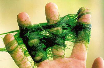 holding string algae in hand