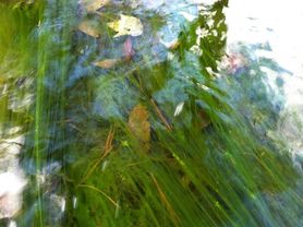 string algae in stream