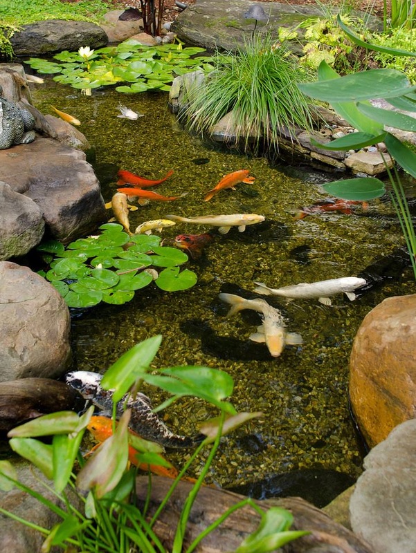 Can Koi Be Kept In A Pond With Plants?