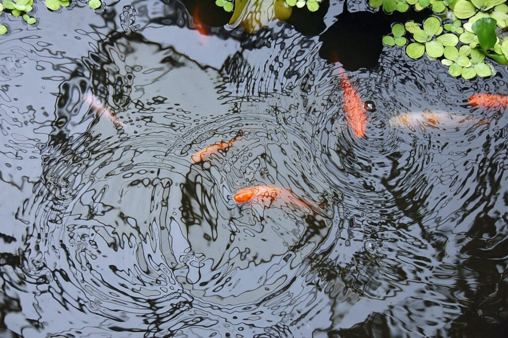 Thirteen of the sixteen koi carp that were removed from a pond on