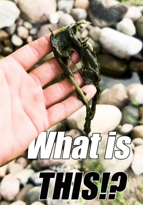 Why do I have string algae in my New Jersey Pond?