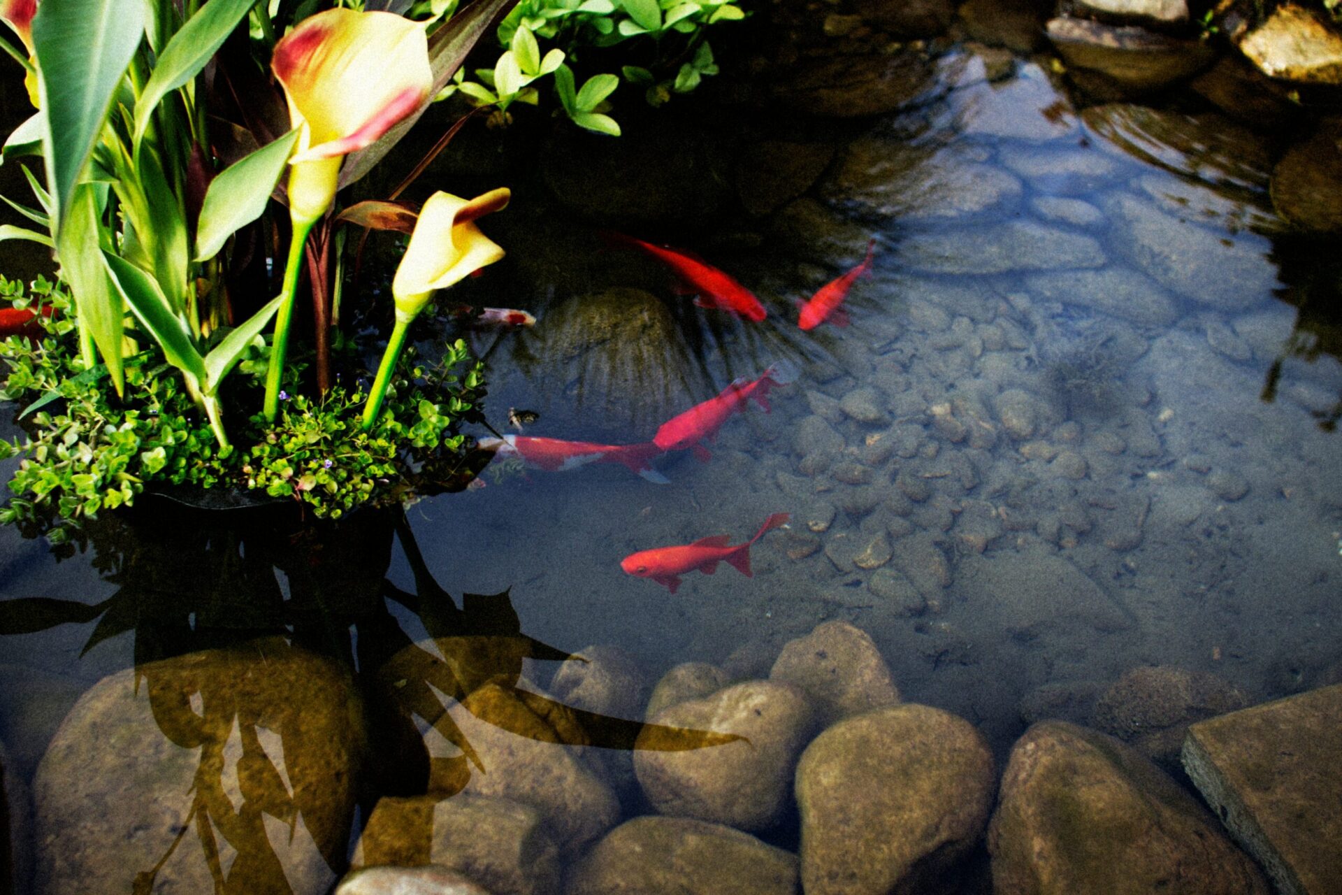 A pond with fish in it.