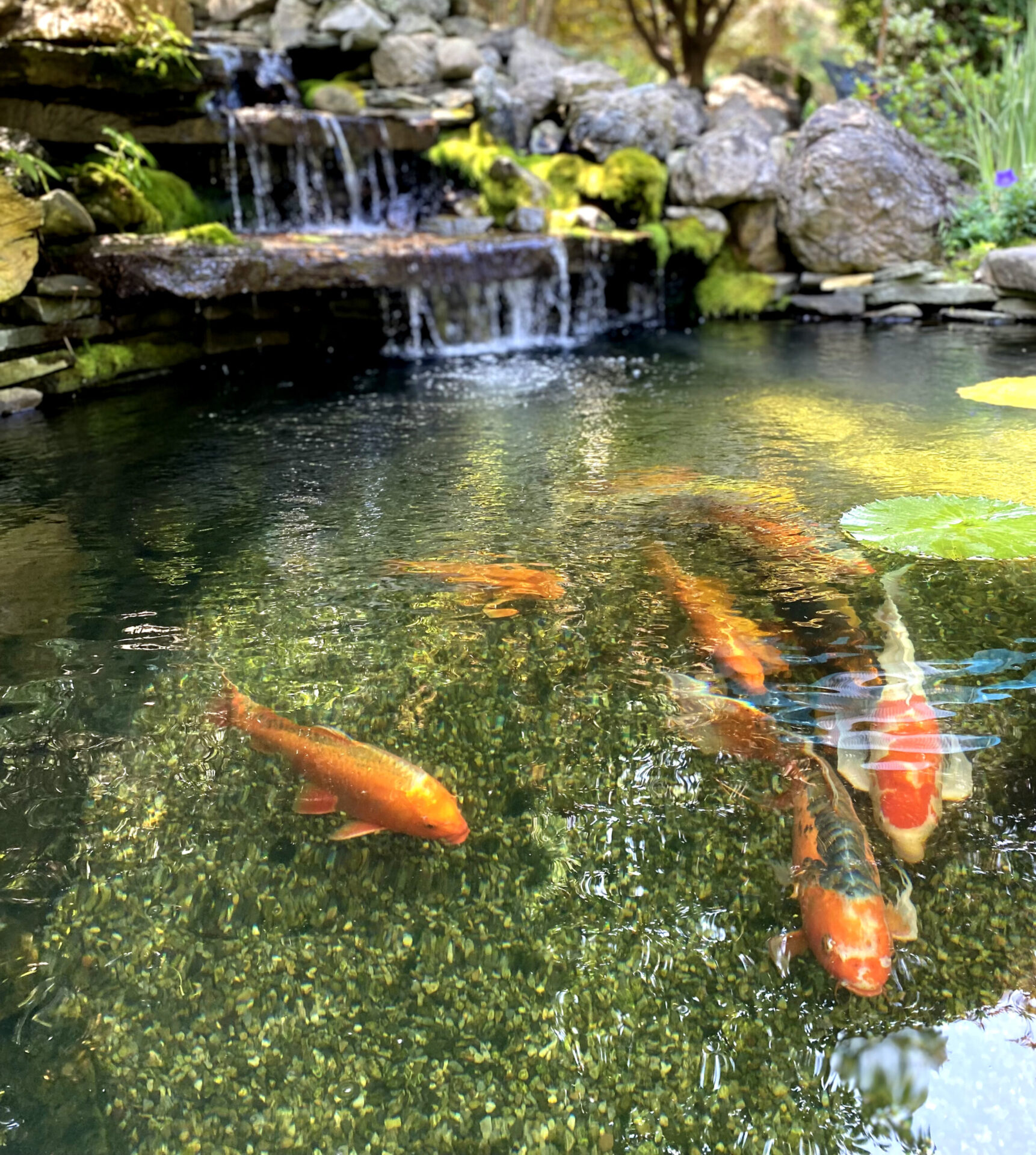 When should I think about updating my New Jersey Koi Pond or water feature?