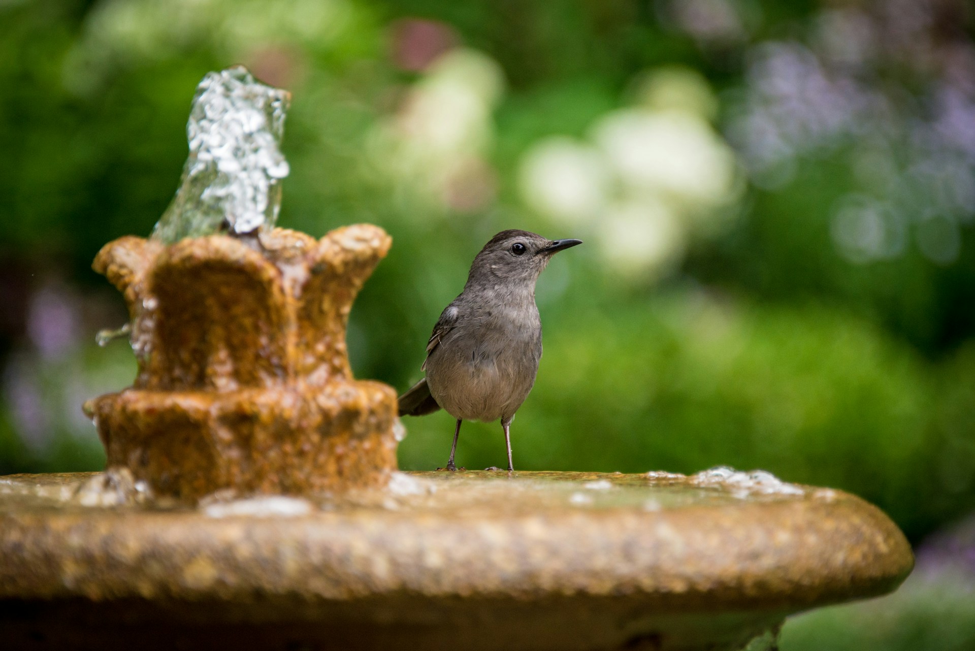 11 Inventive Fountain Ideas for Your Garden