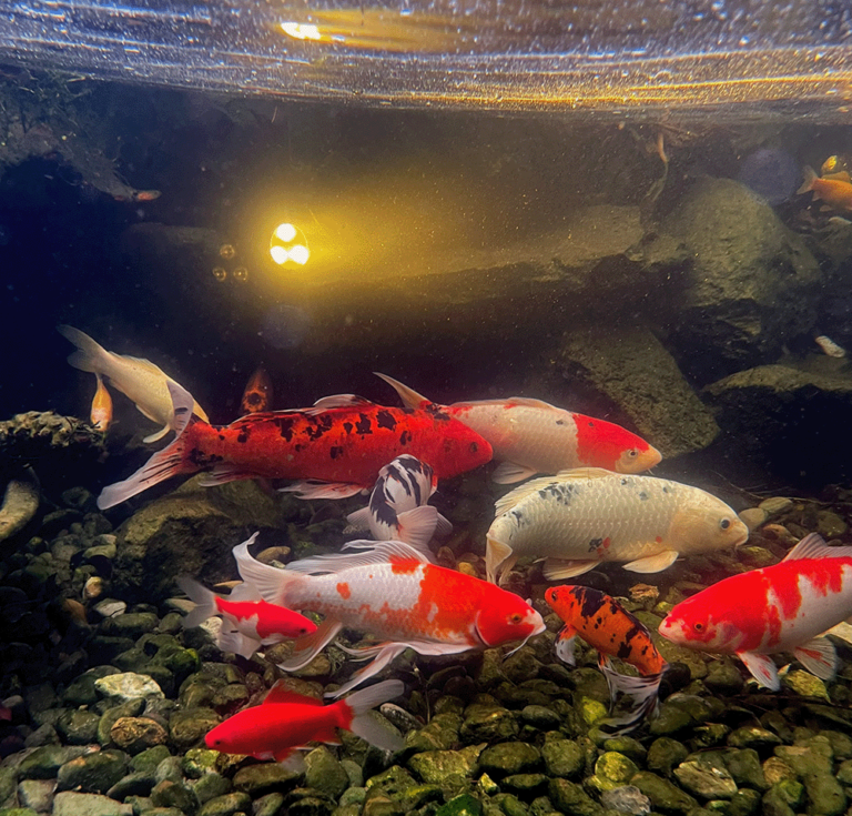 Illuminate Your Pond Without Harm How Lighting Affects Your Fish