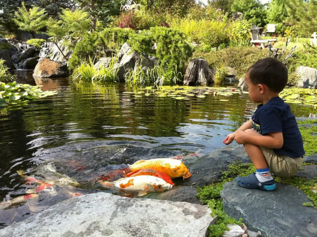 Selecting Koi