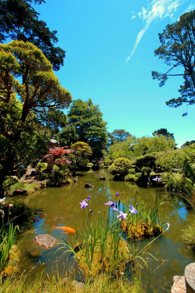 Koi pond in the summer