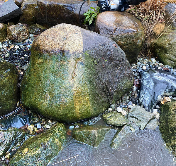 Algae Rock