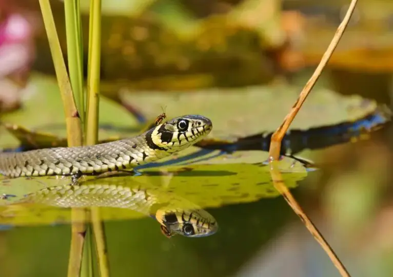 Snake in pond