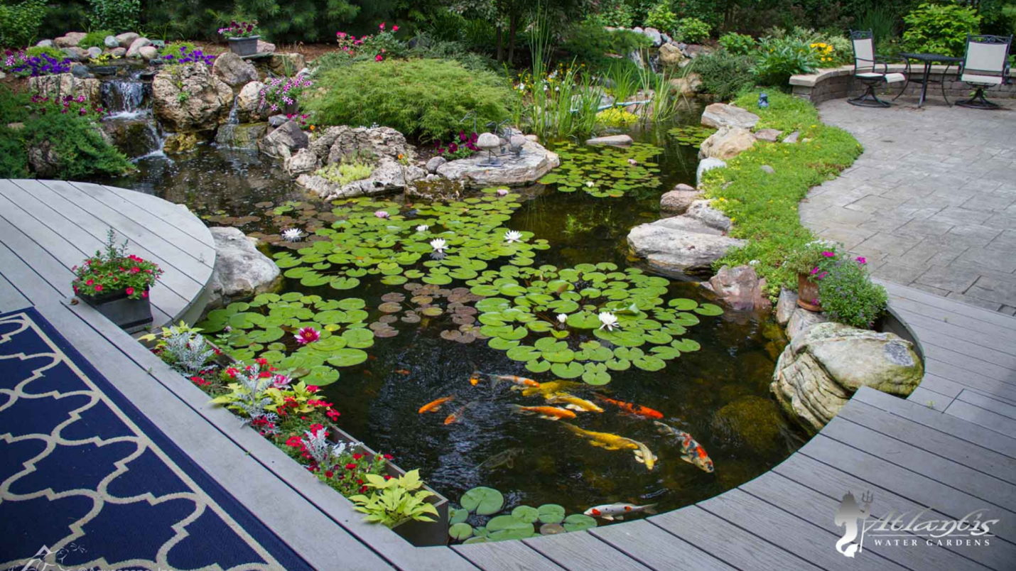 A fish pond with Koi swimming in it covered by various sizes of lily pads.