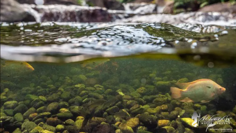 Partially submerged in a fish pond to see swimming fish below and a small waterfall above.