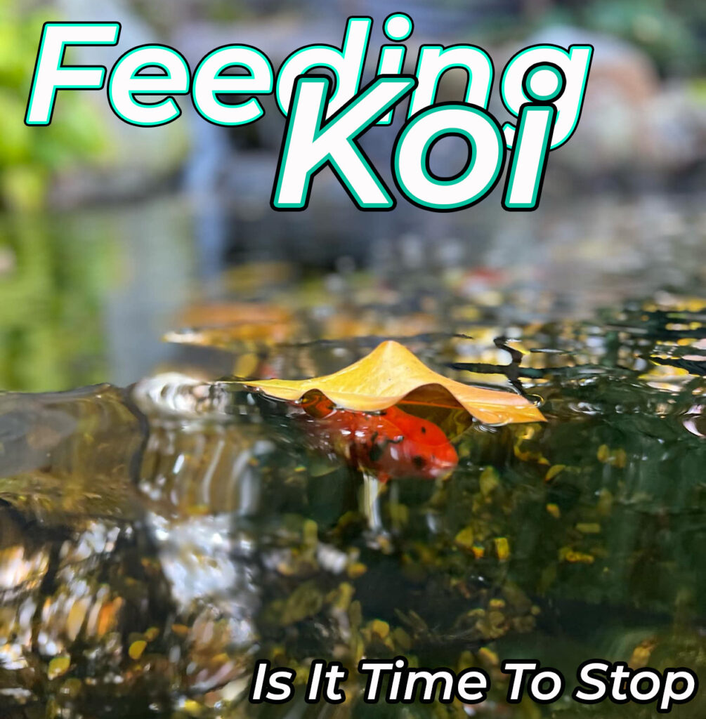 stop feeding koi in New Jersey