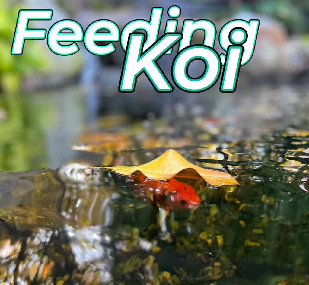When to feed koi