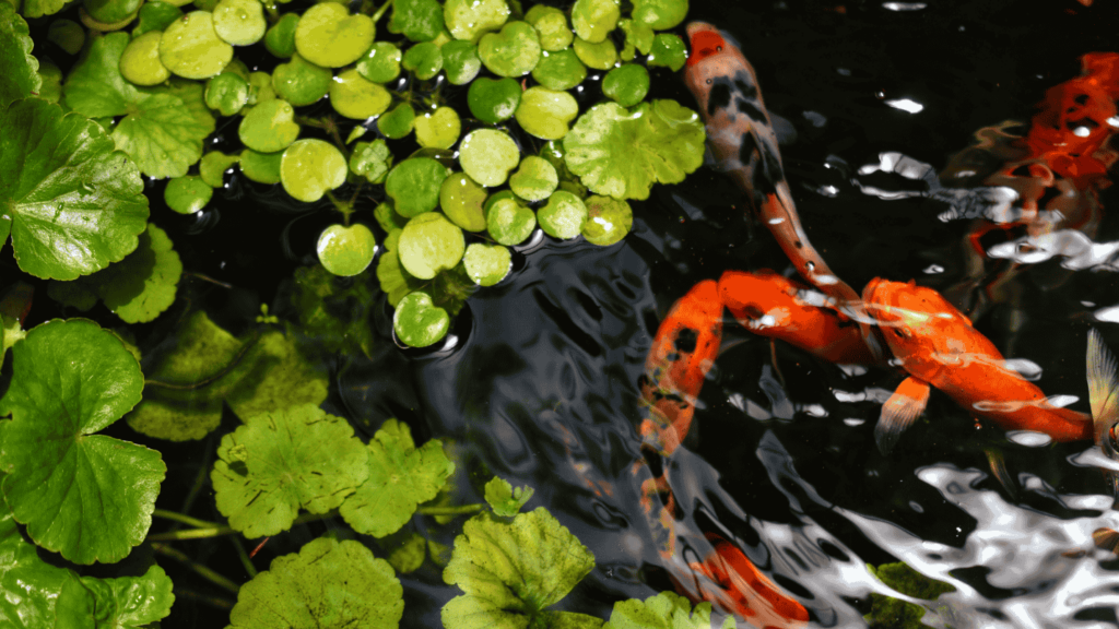 A close up image of a fish pond with lily pads and koi fish.