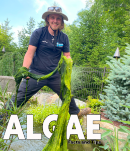 Spring Algae Prevention in New Jersey