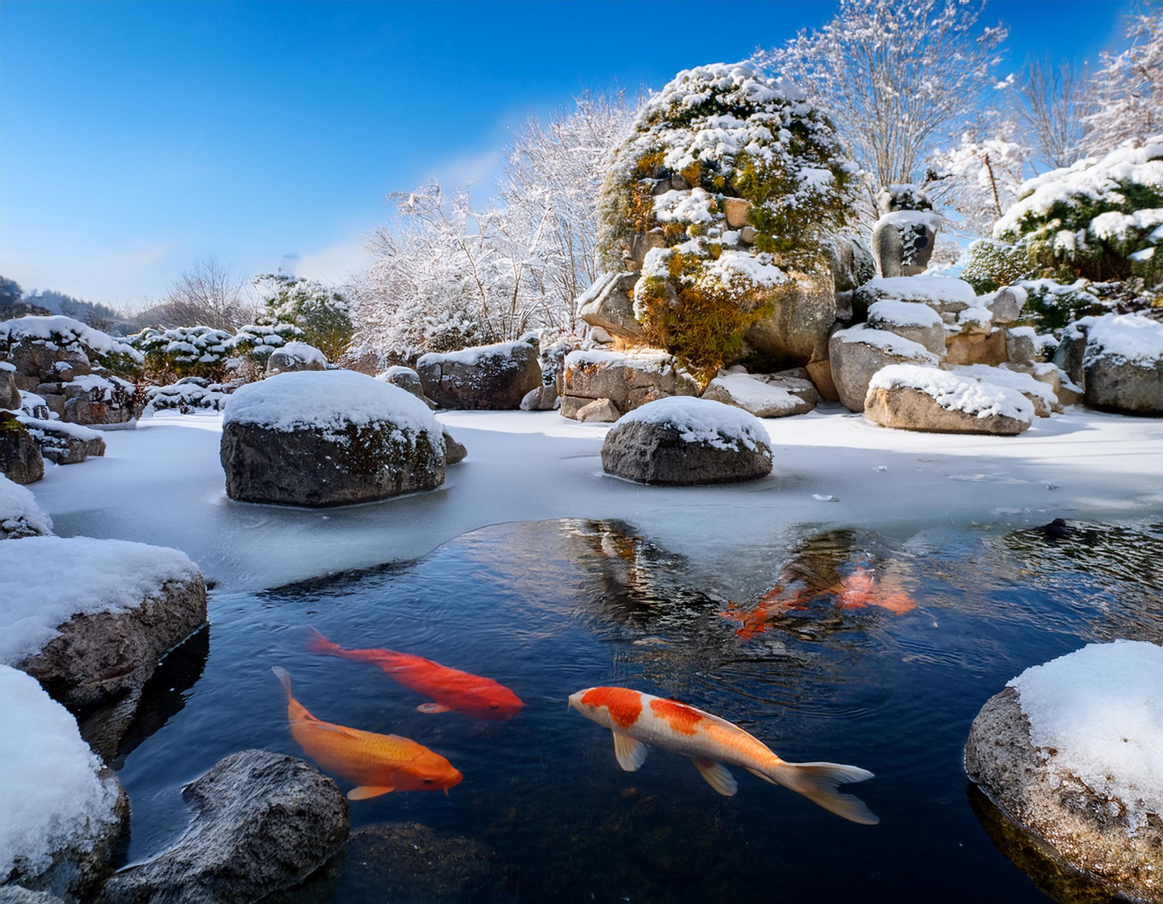 How Deep for Koi to Survive Winter 