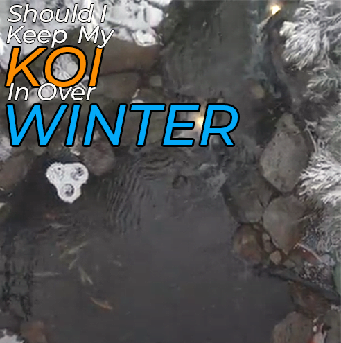 Should I keep my koi in my pond over winter in New Jersey