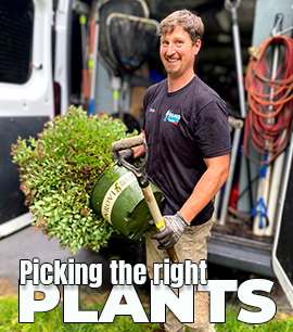 Picking the right plants for your New Jersey Water Feature