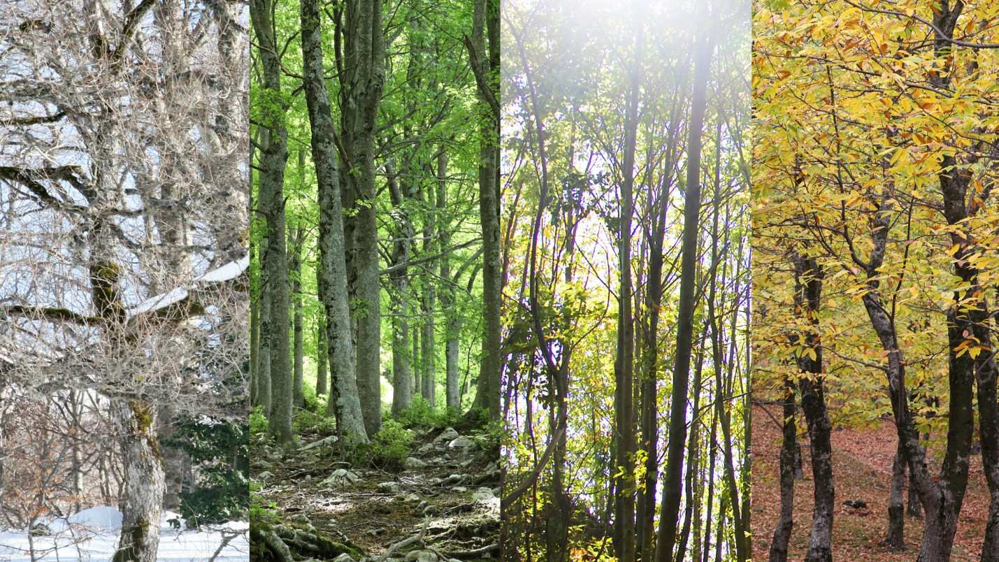 Four images of the same forest during different seasons.