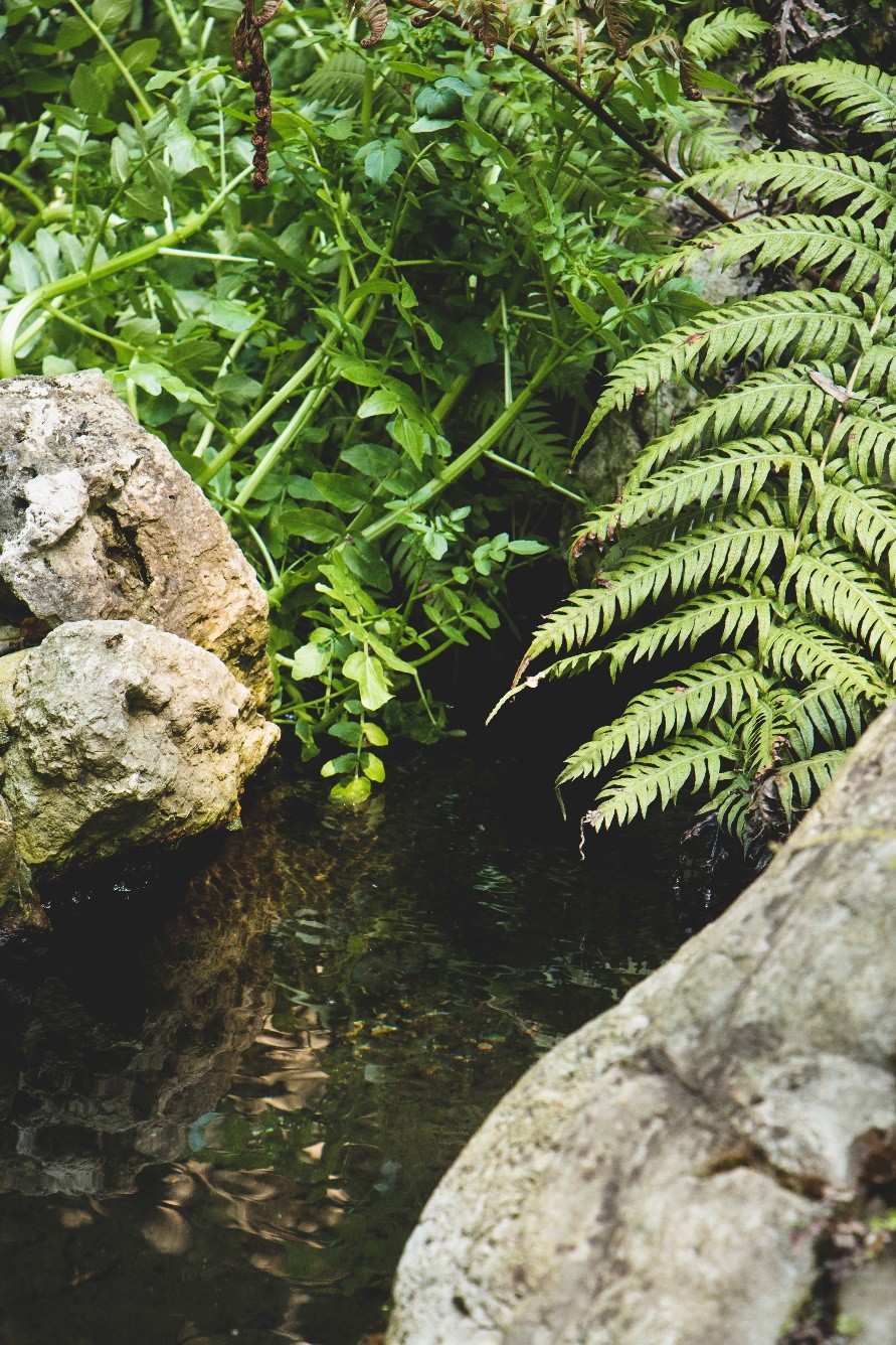 A stream of water with ferns and rocks.