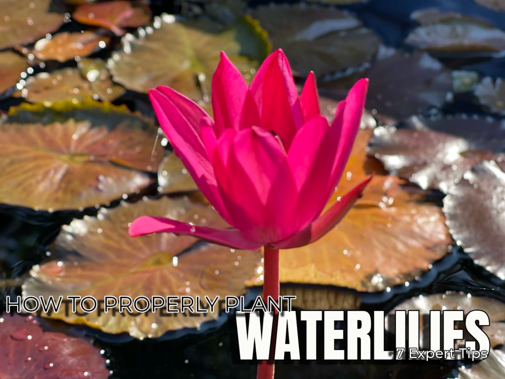 How To Plant a Water Lily