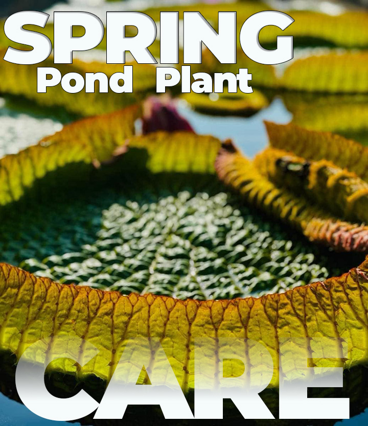 pond plant care New Jersey in spring