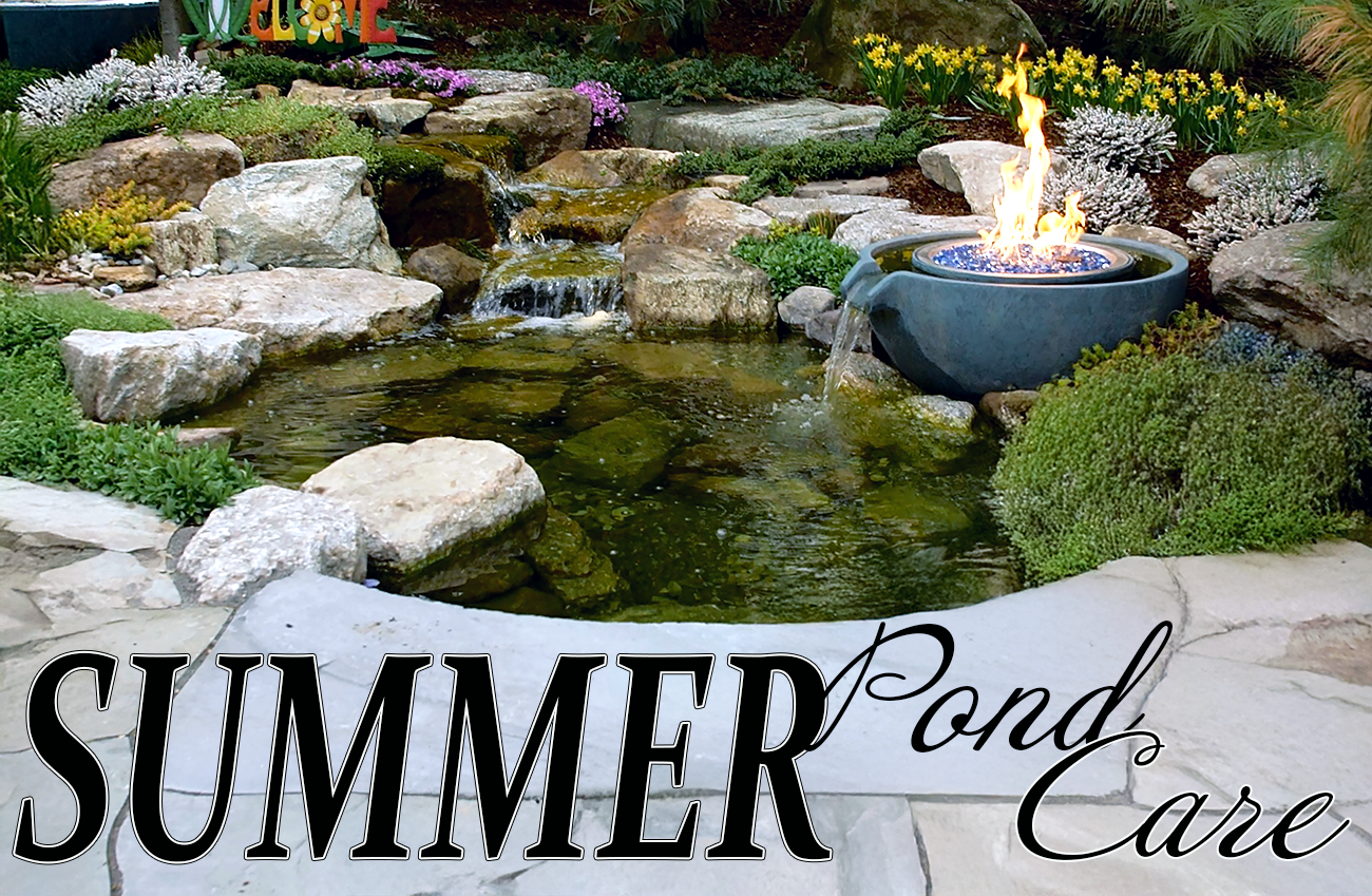 Pond Healthy in the Summer