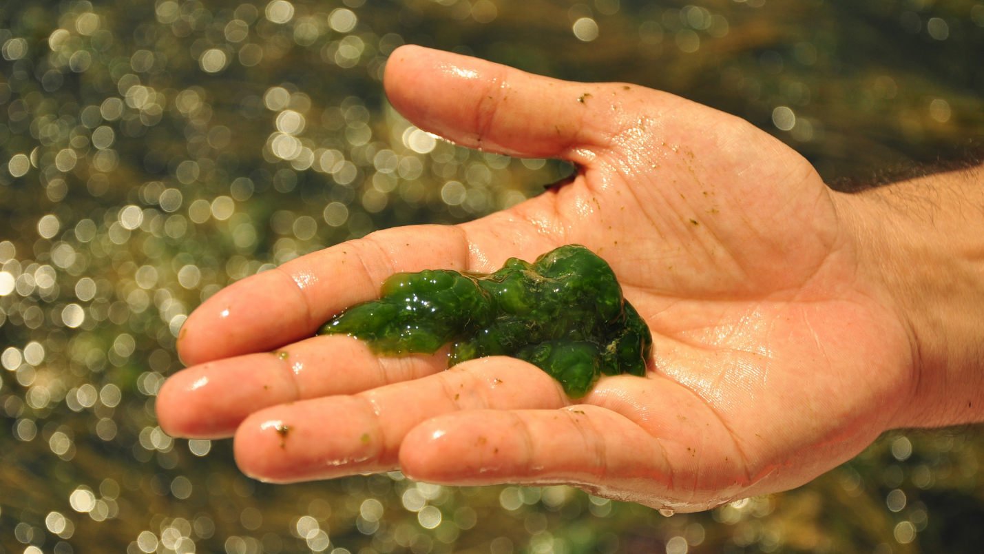 A hand with a clump of algae in it, a pond in the background.