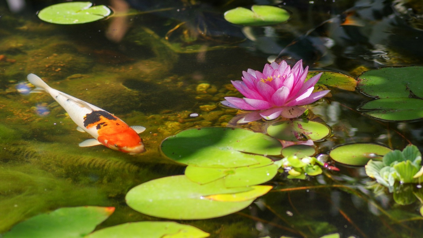 A healthy koi pond with a koi fish, lily pads and flowers.