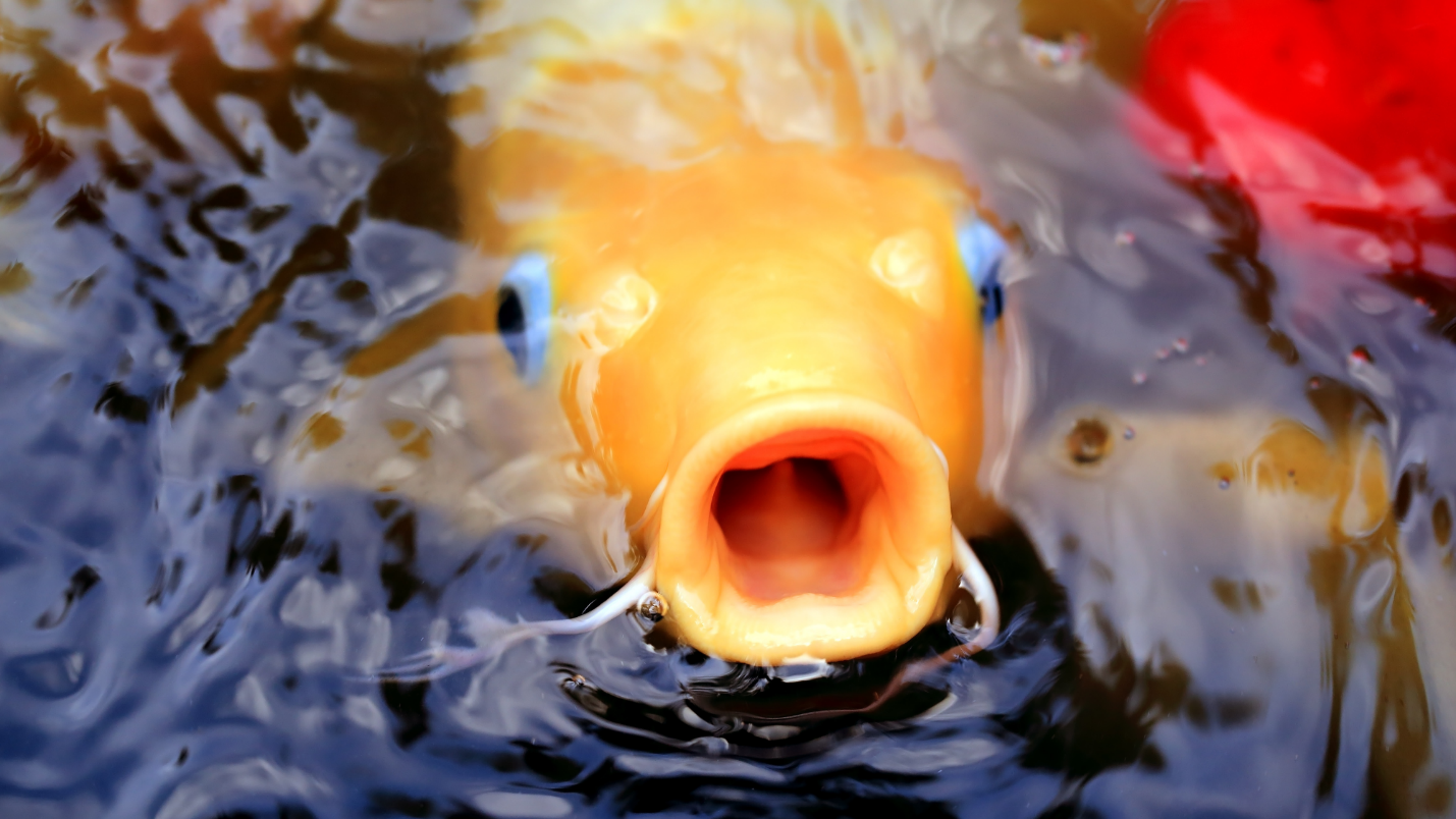 A koi fish breaching the water and opening its mouth.