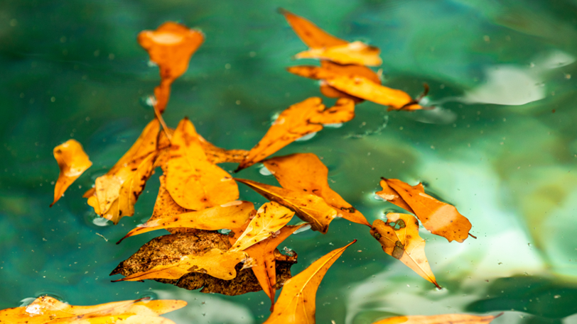 A close-up image of orange-colored leaves floating on a pond surface.