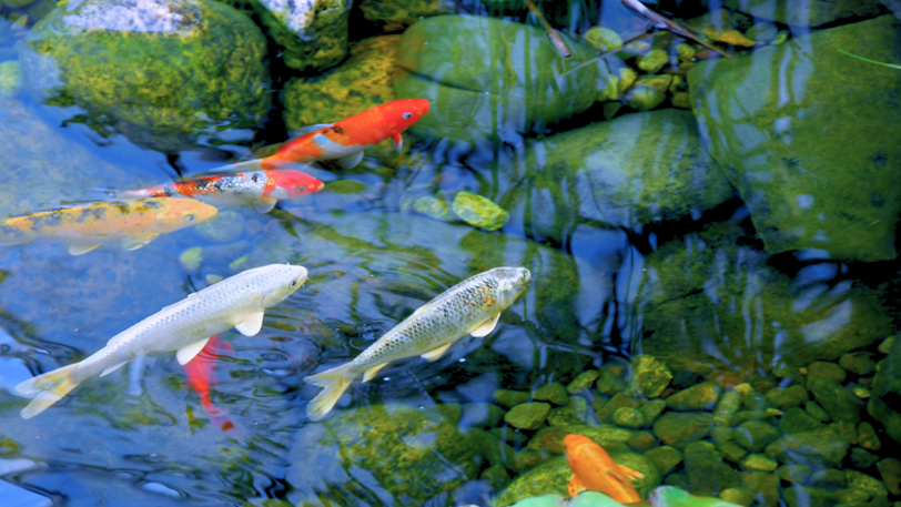 A clear pond with multiple koi fish swimming in it.