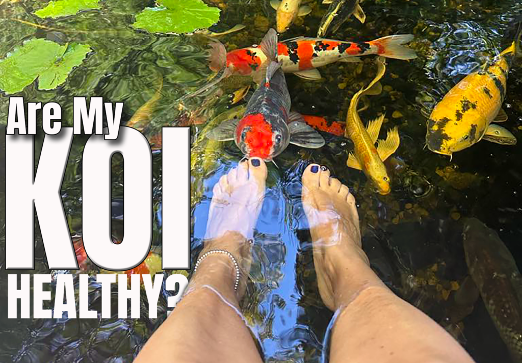 How to tell if koi are sick